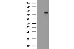 Image no. 1 for anti-Actin Filament Associated Protein 1 (AFAP1) (AA 100-386) antibody (ABIN2715789)