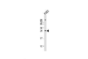Image no. 3 for anti-Brain Abundant, Membrane Attached Signal Protein 1 (BASP1) (AA 123-150) antibody (ABIN5535884)