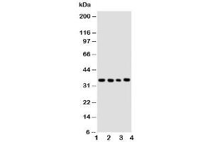 Image no. 6 for anti-Budding Uninhibited By Benzimidazoles 3 Homolog (Yeast) (BUB3) (Middle Region) antibody (ABIN3030213)