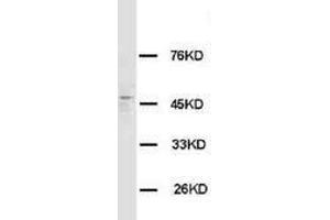 Image no. 2 for anti-Histamine Receptor H3 (HRH3) (C-Term) antibody (ABIN1493044)