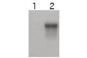 Western blot using  affinity purified anti-Cyclin E2 antibody shows specific detection of Cyclin E2.
