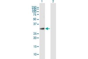 anti-Tetratricopeptide Repeat Domain 35 (TTC35) (AA 1-297) antibody