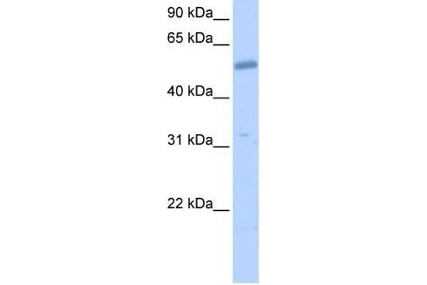 anti-Collagen, Type XXVI, alpha 1 (COL26A1) (C-Term) antibody