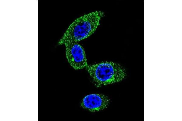 SORBS1 antibody  (AA 866-892)
