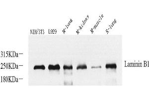 Western Blot analysis of various samples using Laminin beta1 Polyclonal Antibody at dilution of 1:800.