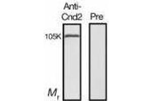 Western Blotting (WB) image for anti-Condensin, Non-SMC Subunit Cnd2 (CND2) antibody (ABIN2451943)