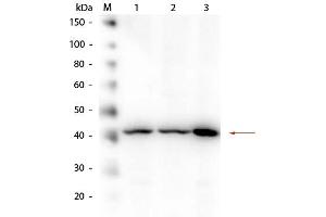 Image no. 6 for anti-Amyloid beta (Abeta) (N-Term) antibody (ABIN95037)