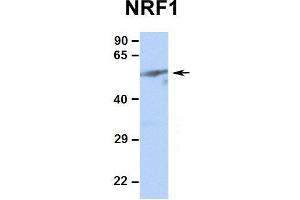 Image no. 6 for anti-Nuclear Respiratory Factor 1 (NRF1) (Middle Region) antibody (ABIN2775850)