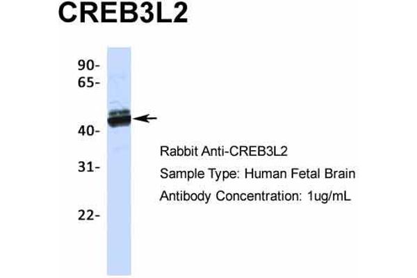 CREB3L2 antibody  (N-Term)