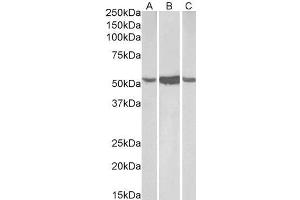 Image no. 1 for anti-Aldehyde Dehydrogenase 1 Family, Member A1 (ALDH1A1) (C-Term) antibody (ABIN184581)