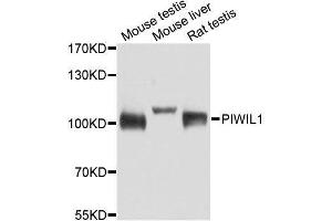 Image no. 3 for anti-Piwi-Like 1 (PIWIL1) antibody (ABIN3023050)