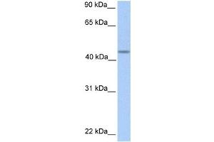 Image no. 1 for anti-Patatin-Like phospholipase Domain Containing 5 (PNPLA5) antibody (ABIN2459253)