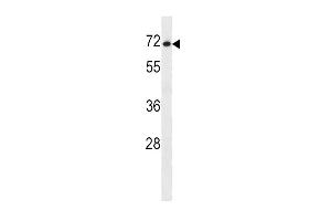 Image no. 1 for anti-Solute Carrier Family 7 (Cationic Amino Acid Transporter, Y+ System), Member 1 (SLC7A1) (AA 429-457), (C-Term) antibody (ABIN5534697)