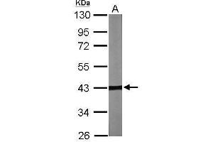 Image no. 1 for anti-Tubulin Folding Cofactor C (TBCC) (Center) antibody (ABIN2856228)