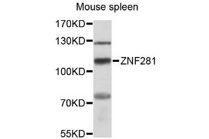 Image no. 1 for anti-Zinc Finger Protein 281 (ZNF281) antibody (ABIN6291078)