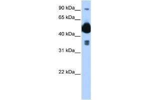 Image no. 1 for anti-FIC Domain Containing (FICD) (C-Term) antibody (ABIN634275)