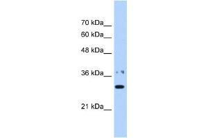 Image no. 1 for anti-Nicotinamide Nucleotide Adenylyltransferase 1 (NMNAT1) (N-Term) antibody (ABIN2783549)