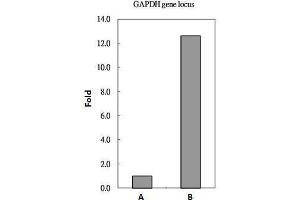 Image no. 1 for anti-H2A Histone Family, Member Z (H2AFZ) (C-Term) antibody (ABIN2856585)