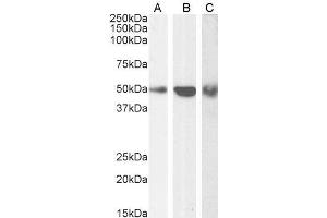 Image no. 3 for anti-TNF Receptor-Associated Factor 2 (TRAF2) (C-Term) antibody (ABIN190911)