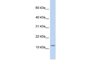 Image no. 1 for anti-Cholecystokinin (CCK) (Middle Region) antibody (ABIN2778154)