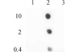 Image no. 1 for anti-H2A Histone Family, Member Z (H2AFZ) (C-Term) antibody (ABIN6971770)