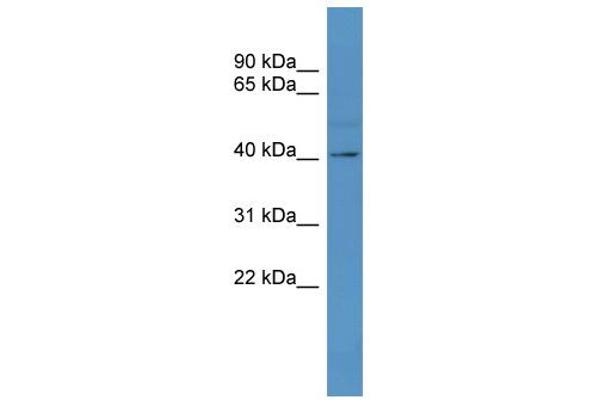 anti-Trace Amine Associated Receptor 5 (TAAR5) (C-Term) antibody