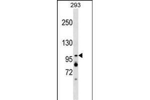 XAB2 Antibody (Center) (ABIN1538430 and ABIN2849141) western blot analysis in 293 cell line lysates (35 μg/lane).
