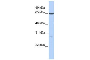 Image no. 1 for anti-Hyaluronan Synthase 3 (HAS3) (N-Term) antibody (ABIN635962)
