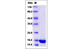 Image no. 1 for Regenerating Islet-Derived 3 alpha (REG3A) (AA 1-174) protein (His tag) (ABIN2009385)