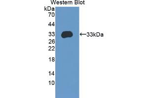 Image no. 1 for anti-Amyloid beta (A4) Precursor Protein-Binding, Family A, Member 3 (APBA3) (AA 261-506) antibody (ABIN5013122)