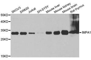 Image no. 8 for anti-Inositol(myo)-1(or 4)-Monophosphatase 1 (IMPA1) antibody (ABIN6142429)