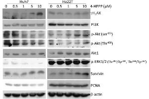 Image no. 6 for anti-Phosphoinositide-3-Kinase, Catalytic, beta Polypeptide (PIK3CB) (Internal Region) antibody (ABIN2856792)