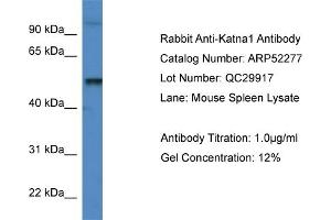 Image no. 1 for anti-Katanin P60 (ATPase Containing) Subunit A 1 (KATNA1) (C-Term) antibody (ABIN2784857)