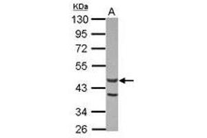 Image no. 1 for anti-Actin-Like 7A (ACTL7A) (AA 226-435) antibody (ABIN1496440)