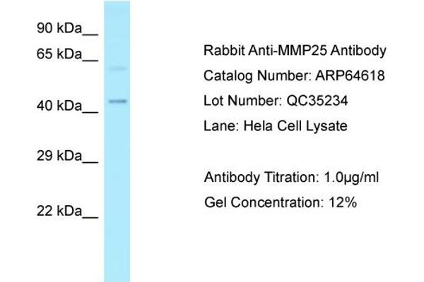 anti-Matrix Metallopeptidase 25 (MMP25) (Middle Region) antibody