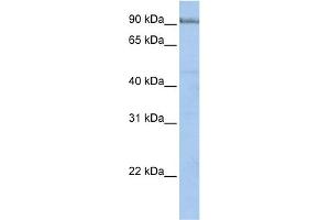 Image no. 1 for anti-Protocadherin alpha 5 (PCDHA5) (N-Term) antibody (ABIN2783723)