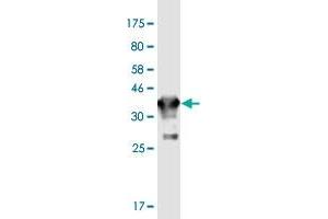 Image no. 1 for anti-Gap Junction Protein, delta 2, 36kDa (GJD2) (AA 99-197) antibody (ABIN1327167)