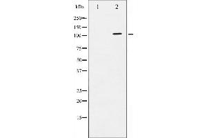 Image no. 3 for anti-Dynein, Axonemal, Heavy Chain 8 (DNAH8) (pSer16) antibody (ABIN6256160)
