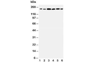 Image no. 3 for anti-Laminin, gamma 1 (LAMC1) (AA 1566-1579) antibody (ABIN3031591)