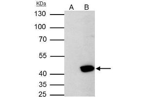 Image no. 6 for anti-Aurora Kinase A (AURKA) (C-Term) antibody (ABIN2855868)