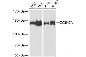 Western blot analysis of extracts of various cell lines using ZC3H7A Polyclonal Antibody at dilution of 1:3000.