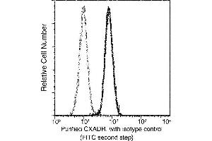 Image no. 2 for anti-Coxsackie Virus and Adenovirus Receptor (CXADR) (AA 1-237) antibody (ABIN2681853)