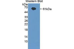 Image no. 1 for anti-Interleukin 20 Receptor alpha (IL20RA) (AA 269-545) antibody (ABIN5013795)