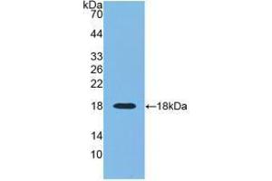 Image no. 1 for anti-Eosinophil Cationic Protein (ECP) (AA 30-154) antibody (ABIN6002657)