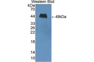 Image no. 1 for anti-Peptidase Inhibitor 16 (PI16) (AA 28-442) antibody (ABIN5014072)