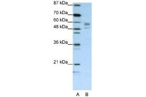 Image no. 1 for anti-Seryl-tRNA Synthetase (SARS) (C-Term) antibody (ABIN2778991)
