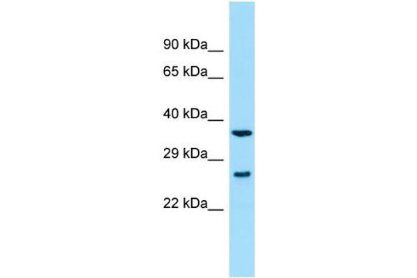 SYCE2 Antikörper  (C-Term)