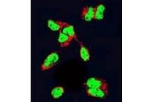 Image no. 2 for anti-Histone Deacetylase 2 (HDAC2) (AA 417-447), (Middle Region) antibody (ABIN952698)