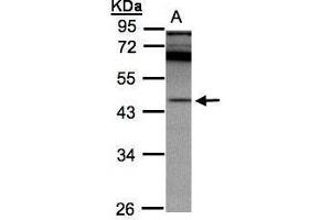 Image no. 1 for anti-serine Carboxypeptidase 1 (SCPEP1) (Center) antibody (ABIN2855620)
