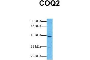 Image no. 2 for anti-Coenzyme Q2 Homolog, Prenyltransferase (COQ2) (Middle Region) antibody (ABIN2782857)